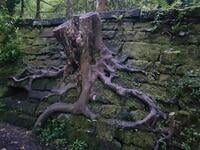 Interesting escapee root system